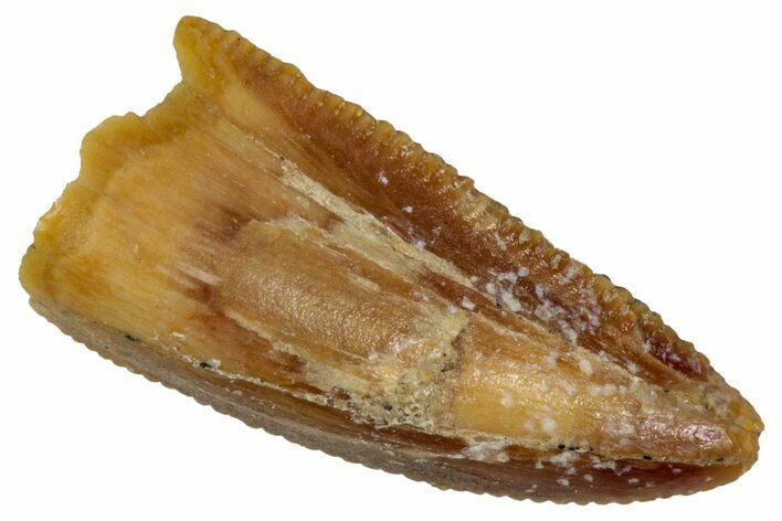 Serrated, Raptor Premaxillary Tooth - Real Dinosaur Tooth #333381